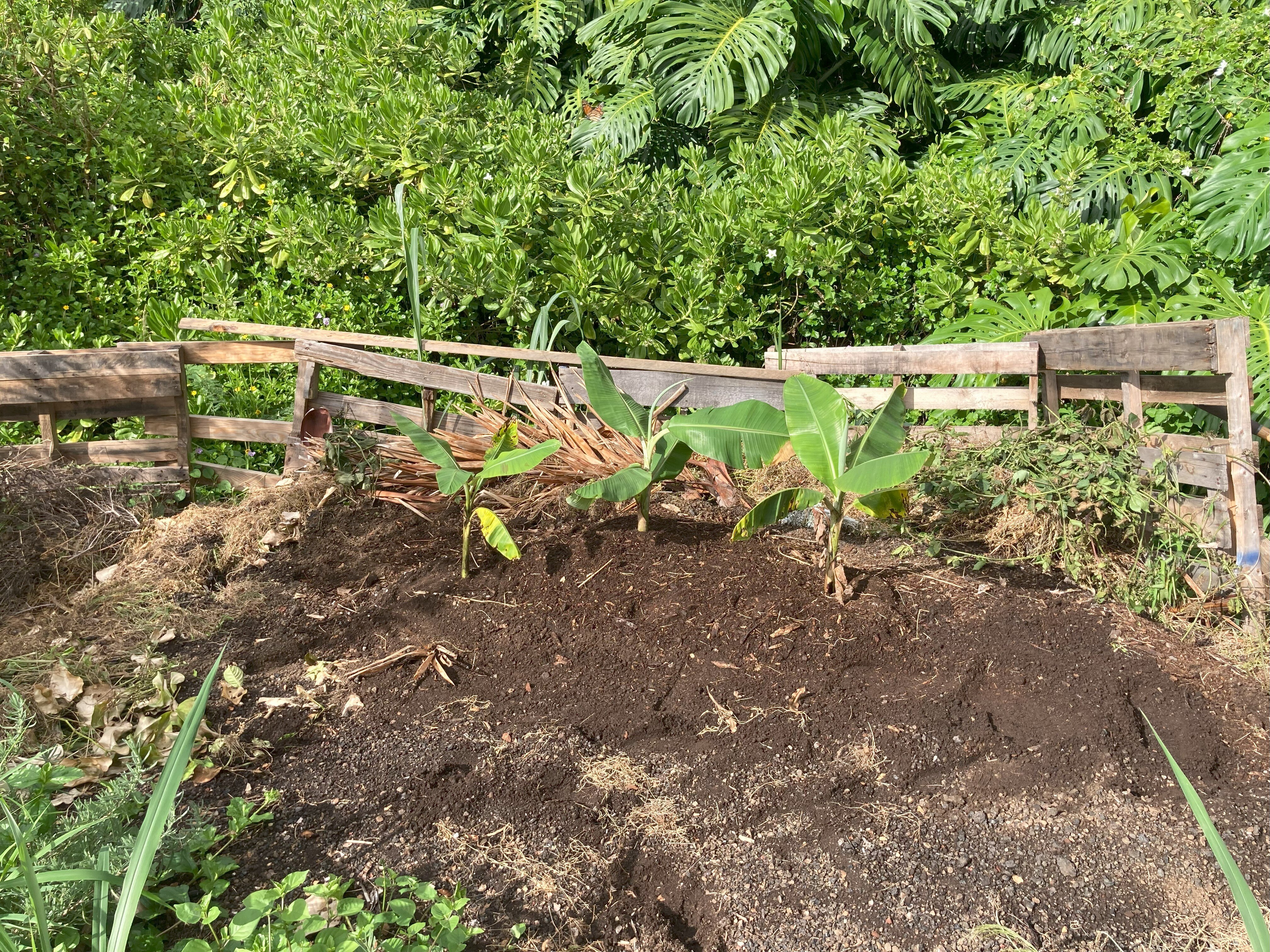Banana Patch Finish